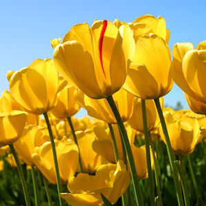 Meet your Posher, Baylana